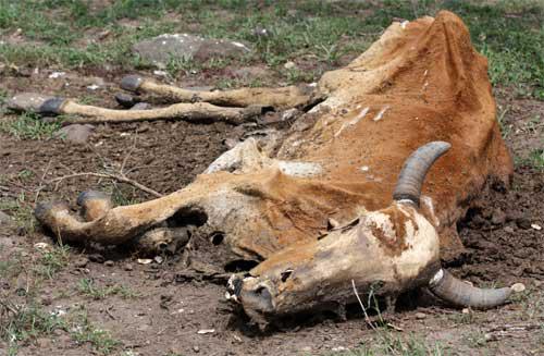 drought-dead-cow