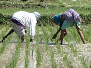 Working_in_the_rice_paddy