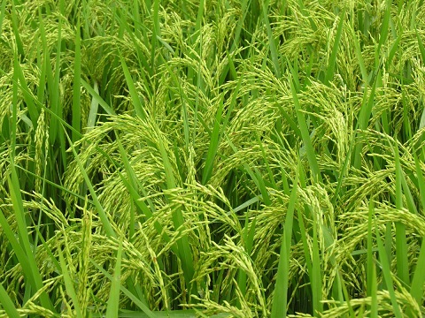 paddy-rice-crop