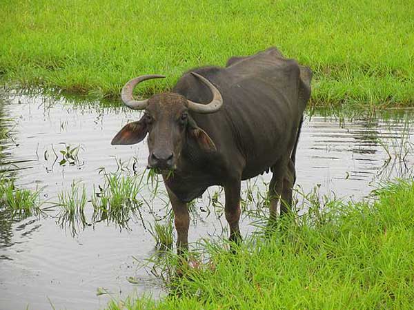 indian_buffalo