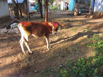Pongal-calf