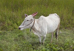 brahma-cow-india