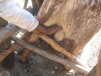 bulls-castration