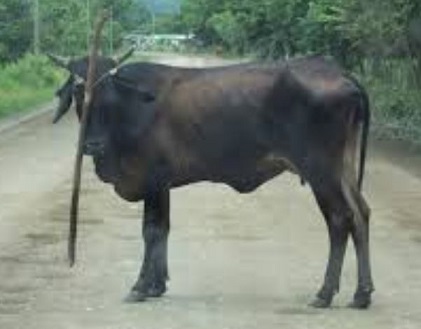 tied-cow