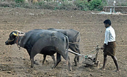 traditional-ploughing-india-buffaloes