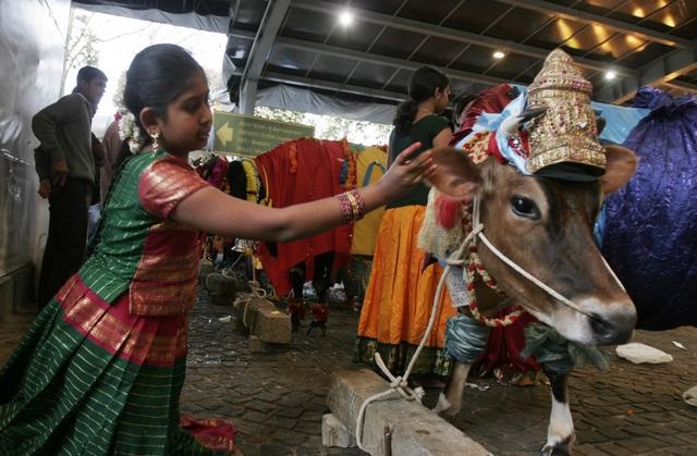 cow-decorated-festival