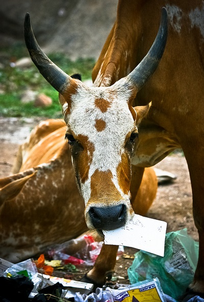 cows-garbage-paper