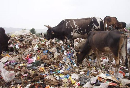 cows-garbage