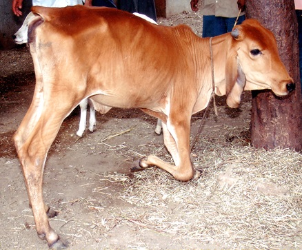 deformed-calf